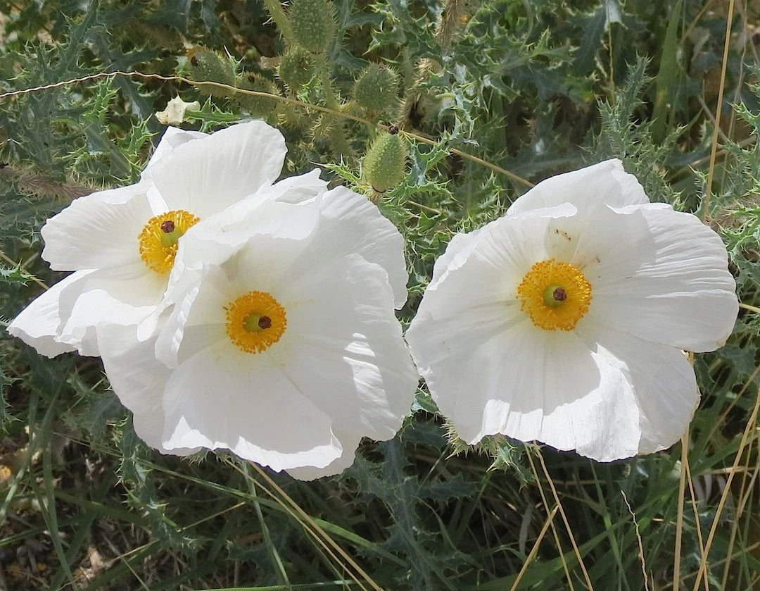 70 Seeds Poppy Prickly Carolina Desert (Papaver aculeatum) - Buy Any 15 - Ships Free