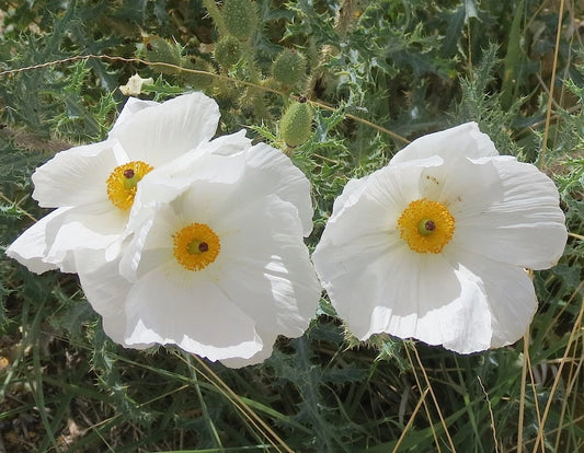 70 Seeds Poppy Prickly Carolina Desert (Papaver aculeatum) - Buy Any 15 - Ships Free