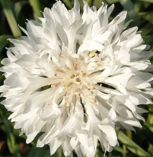Bachelor Button Seeds - 400+ Tall Cornflower - White Flower - Centaurea Cyanus