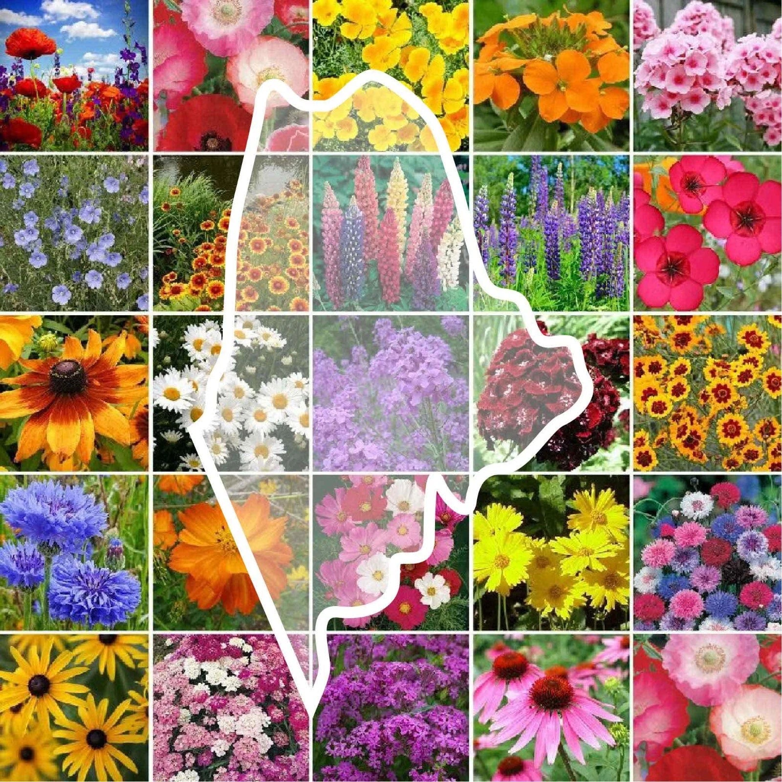 1000 Minnesota State Wildflower Seeds – Perennial & Annual Mix – Non-GMO – Made In USA