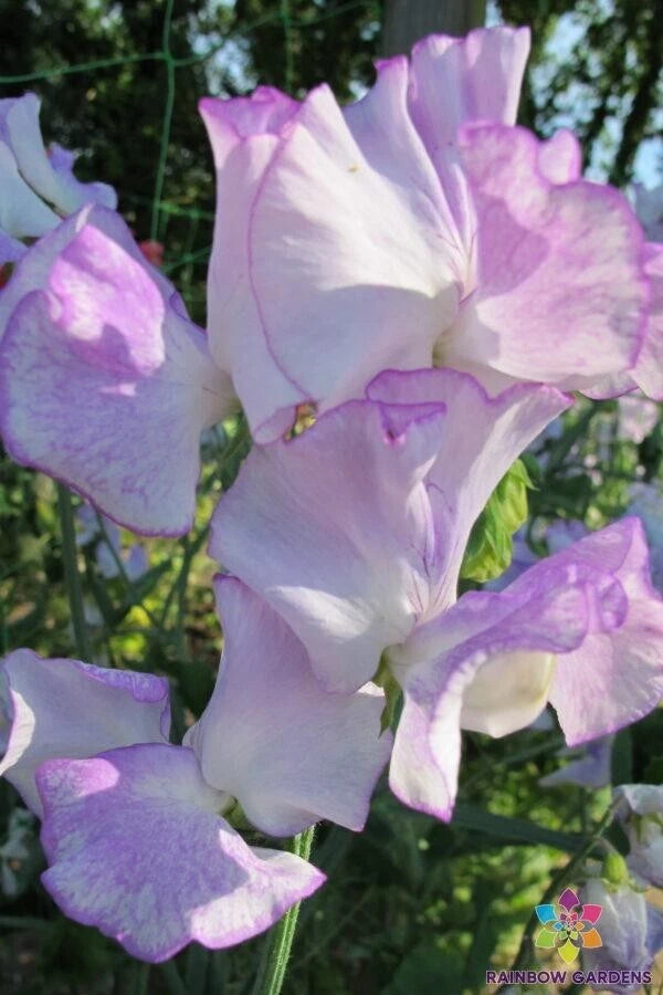 Margaret Hastie Sweet Pea Seeds - 50+ Pack for Garden Planting - Lathyrus odoratus - USA