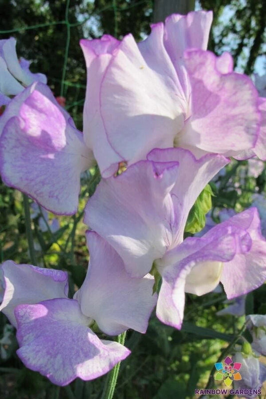 Margaret Hastie Sweet Pea Seeds - 50+ Pack for Garden Planting - Lathyrus odoratus - USA
