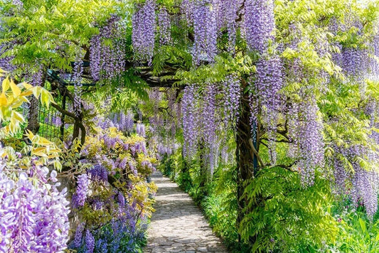Chinese Wisteria Vine Seeds, 10 Pack - Wisteria sinensis - Grow Beautiful Purple Flowers, Perfect for Trellises and Arbors