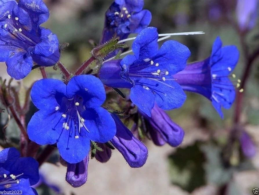 California Bluebell Seeds - 200 Organic Campanula Seeds - Non-GMO, USA Grown, Free Shipping