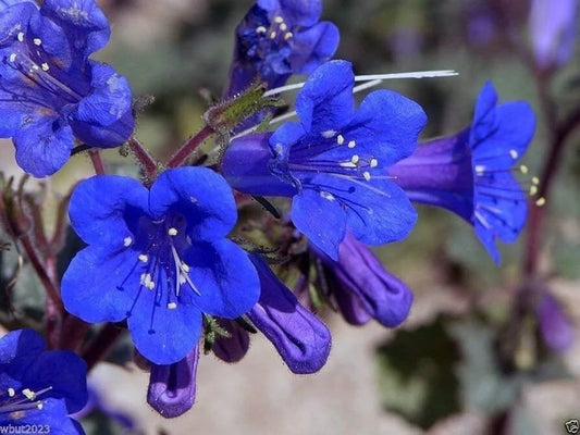 California Bluebell Seeds - 200 Organic Campanula Seeds - Non-GMO, USA Grown, Free Shipping