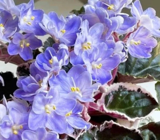 African Violet Leaves - 2 Pack - K's Sage Wand - Saintpaulia ionantha