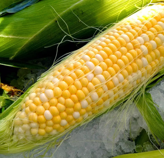 23 Seeds - Peaches and Cream Bi-Color Sweet Corn - Zea mays - USA Grown, Free Shipping on 15+ Packs