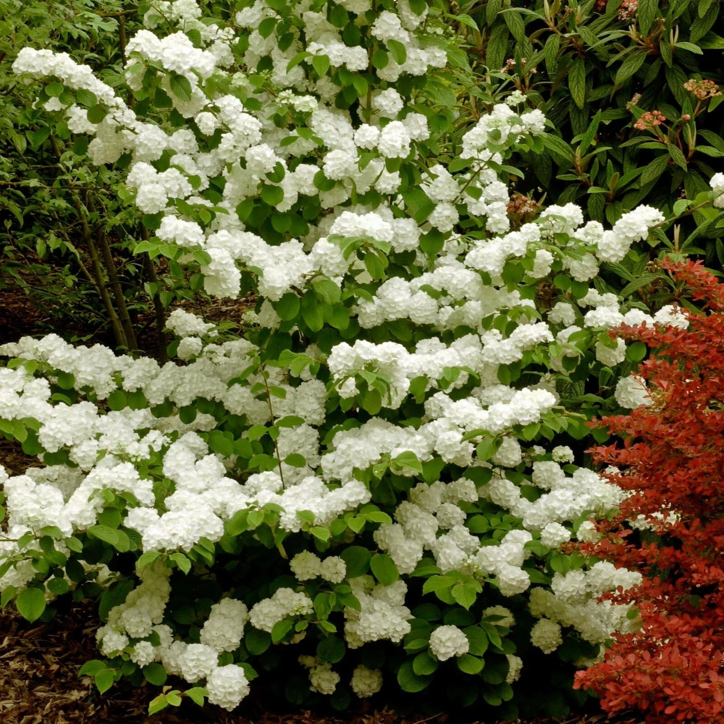 Popcorn Viburnum Live Plants 20-24 Inches Deciduous Shrub Vibrunum plicatum f. plicatum Popcorn for Garden Landscape