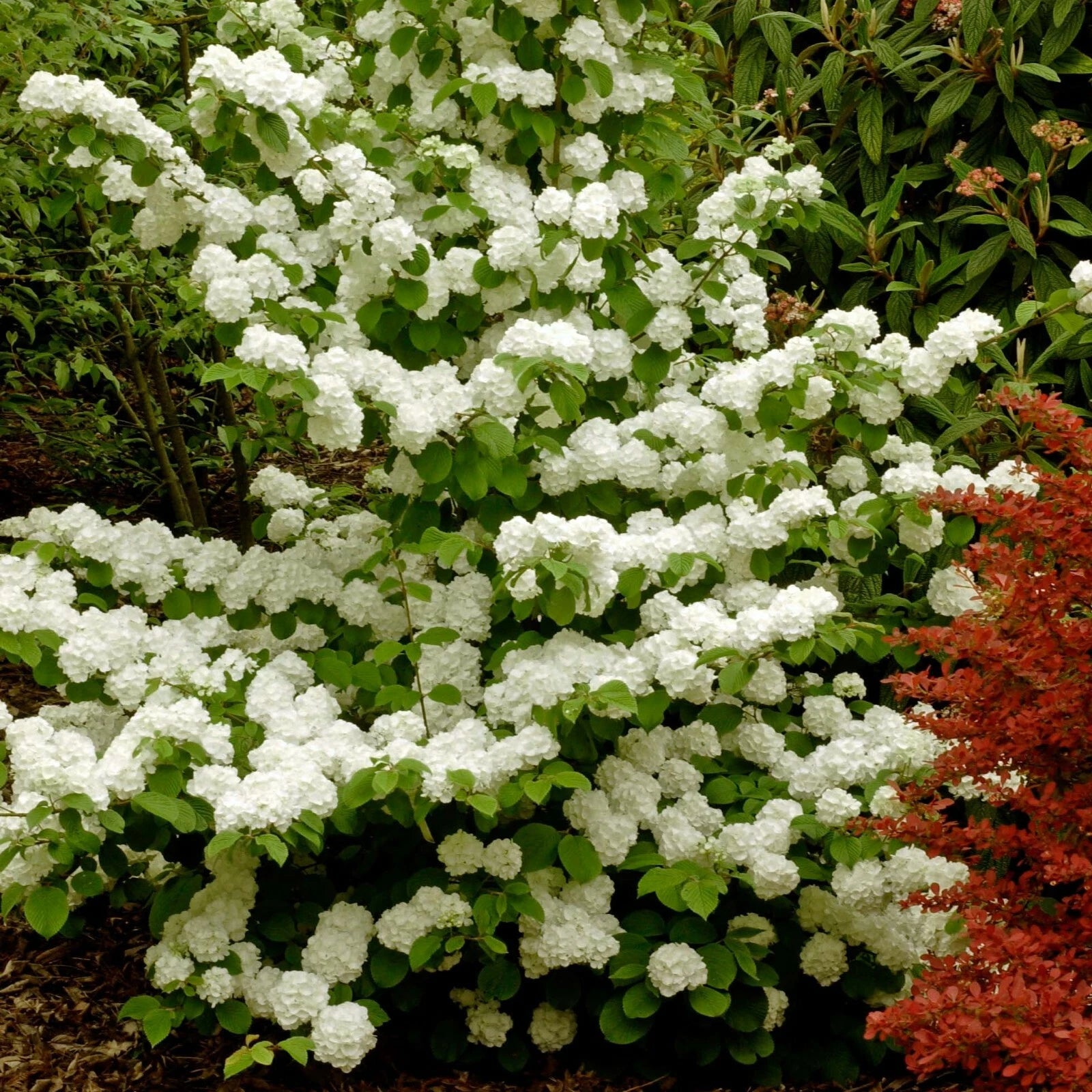 Popcorn Viburnum Live Plants 20-24 Inches Deciduous Shrub Vibrunum plicatum f. plicatum Popcorn for Garden Landscape