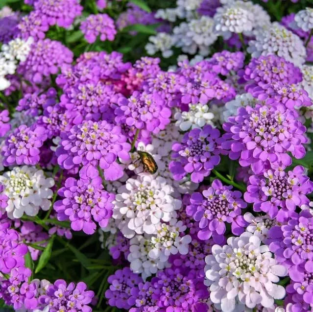 planting candytuft seeds Candytuft Wildflower Seeds - Ground Cover Plant