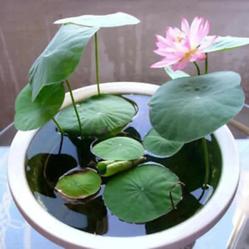 Bonsai Water Lily Seeds - 10 Seeds - Flowering Water Bonsai with Lily Pad - Nymphaea spp.