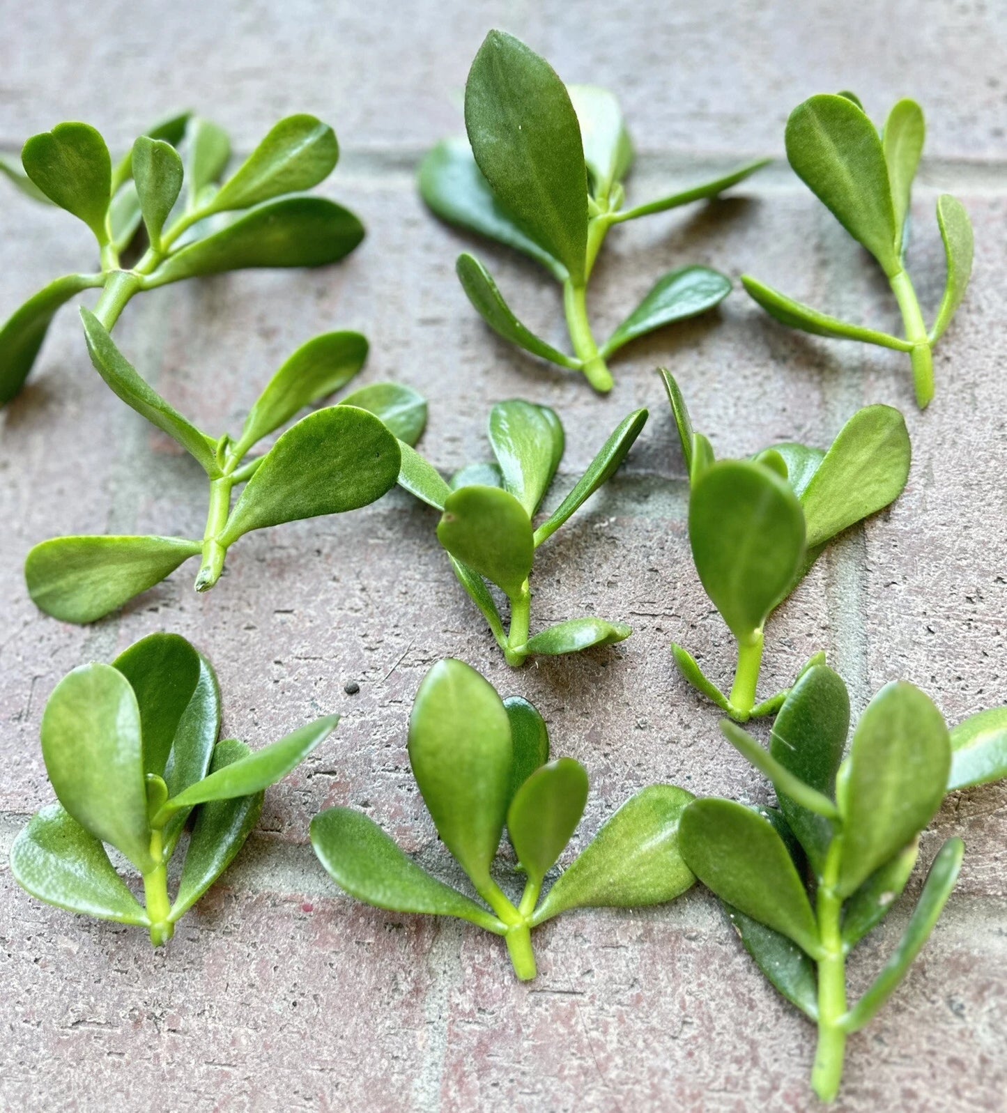 Jade Plant Cuttings - 5 Money Succulent Cuttings - Lucky Plant - Crassula ovata - 3" to 5" Inches