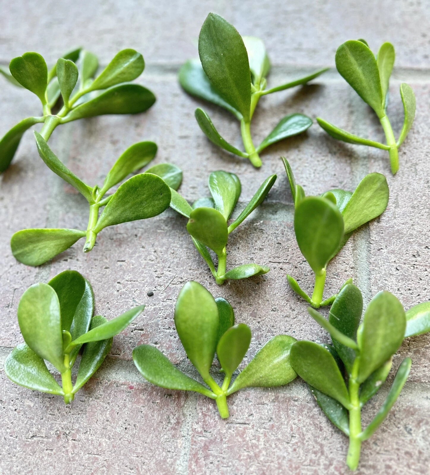 Jade Plant Cuttings - 5 Money Succulent Cuttings - Lucky Plant - Crassula ovata - 3" to 5" Inches