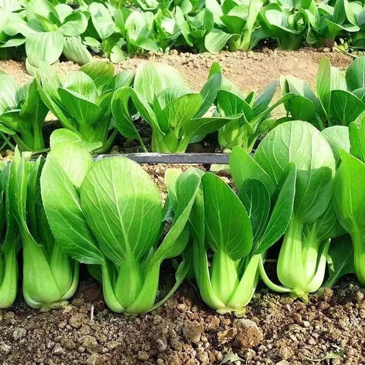 1000pcs Organic Heirloom Chinese Cabbage Seeds - 'All Year Round' Non-GMO Brassica rapa