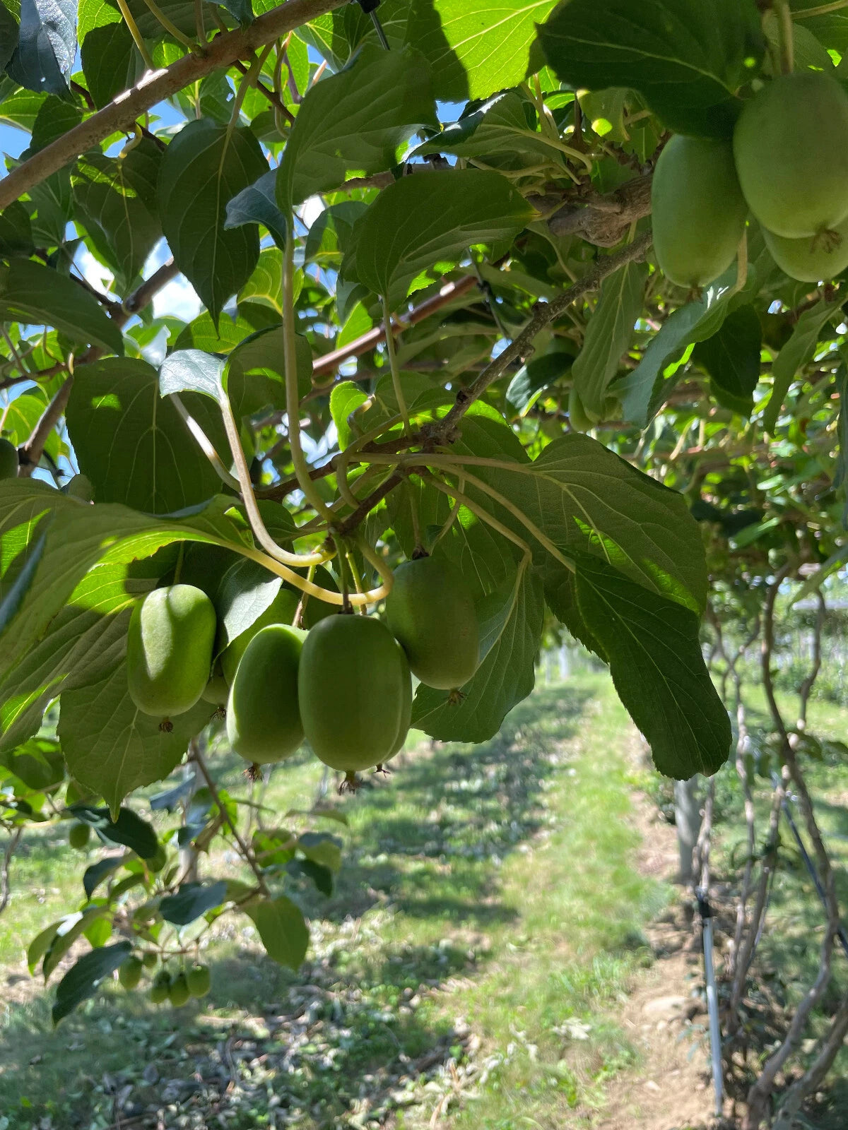 Clark Kiwi Seeds - 50+ Arctic Grape Berry Superfruit Cold Hardy Garden Plant - Actinidia arguta