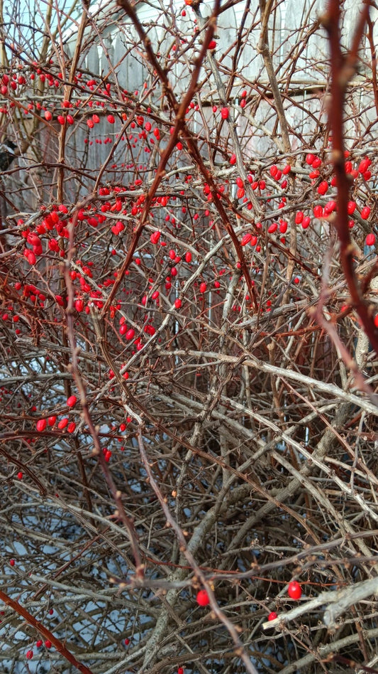 Japanese Barberry Bush Cuttings - 6 Organic Edible Berry Cuttings - Berberis thunbergii