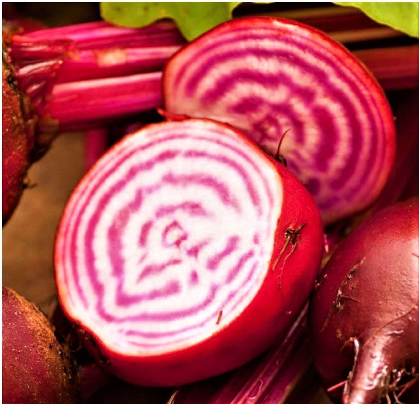 Chioggia Beet Seeds - 100+ Non-GMO Seeds for Planting - Beta vulgaris var. cicla