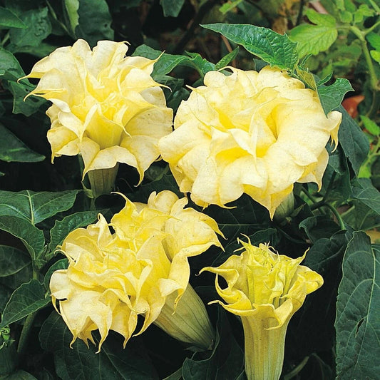10 DBL Golden Queen Angel Trumpet Seeds - Brugmansia Datura - Flower Seeds for Garden Planting - USA Grown
