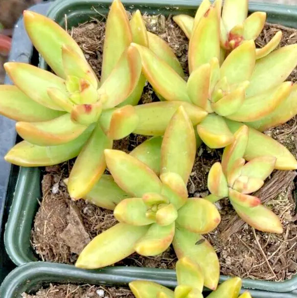 Succulent Sedum Adolphi Golden Glow 2