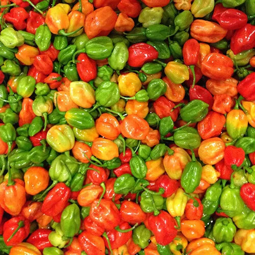 Aji Dulce Pepper Seeds | Heirloom Non-GMO | Sweet Pepper Variety | Capsicum chinense | Seed Store