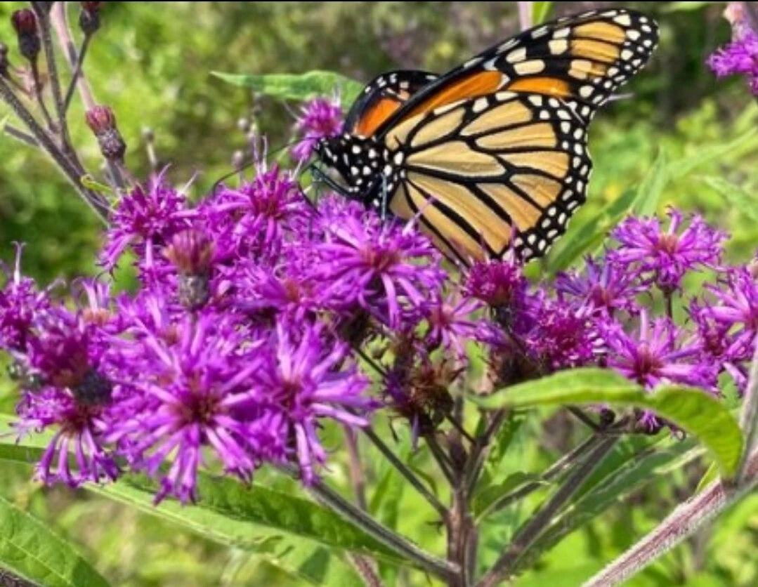 Baldwin's Ironweed Seeds - 50+ Organic Seeds for Pollinators, Vernonia baldwinii