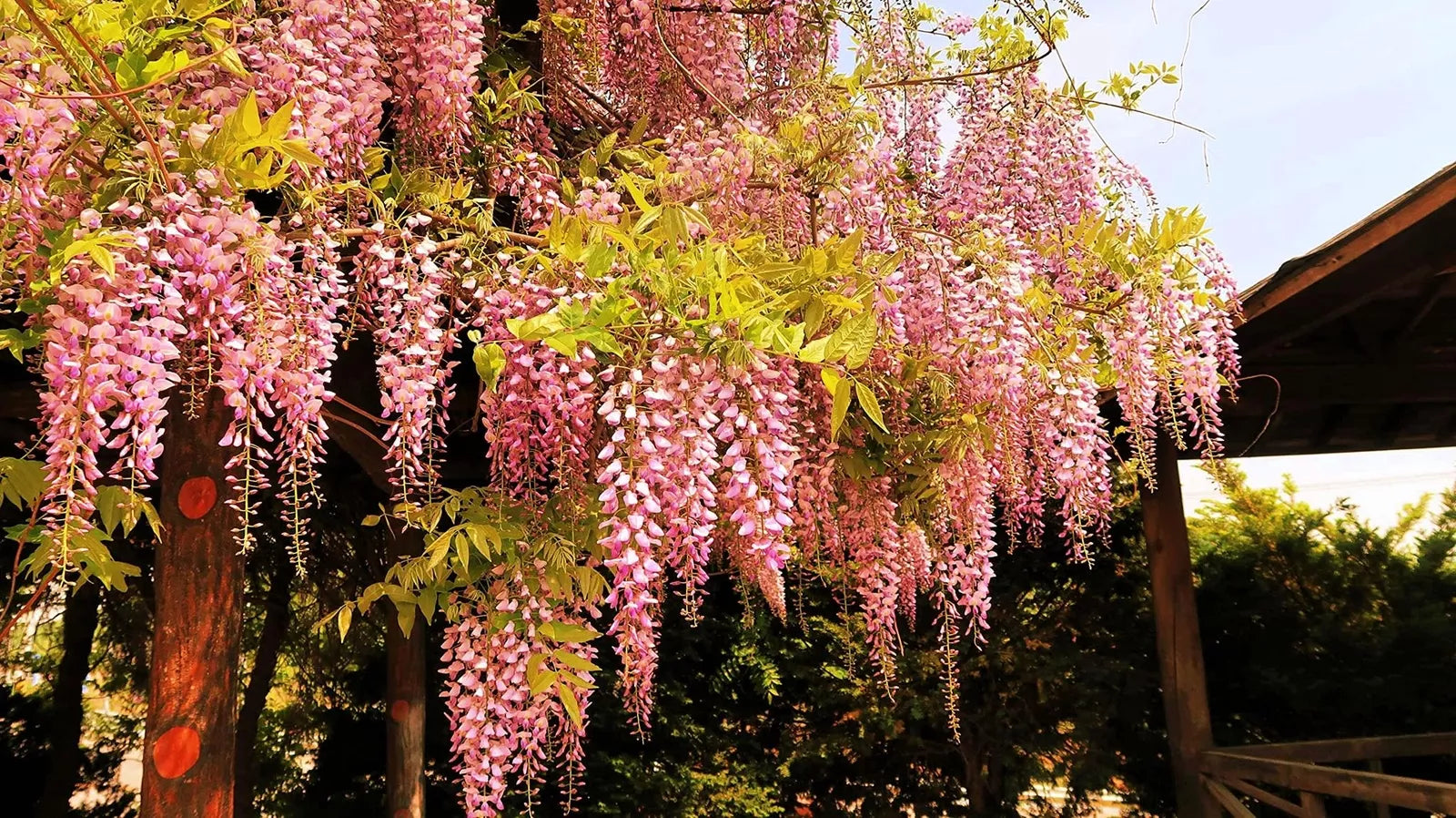 Pink Wisteria Bonsai Tree Seeds, 5 Seeds