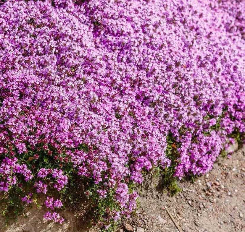 Creeping Thyme Seeds, 1000+ Count, Purple Perennial Groundcover, Thymus Serpyllum
