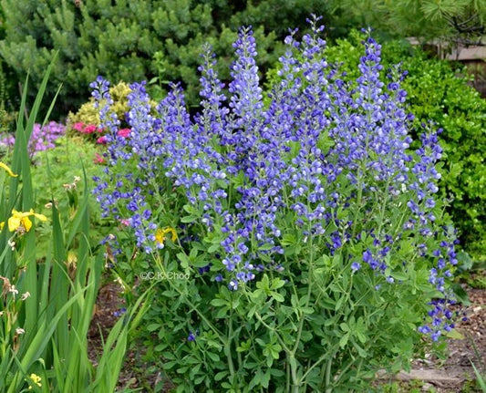 Blue Wild False Indigo Seeds - 50+ Perennial Wildflower, Nitrogen-Fixing, Easy to Grow (Baptisia australis)
