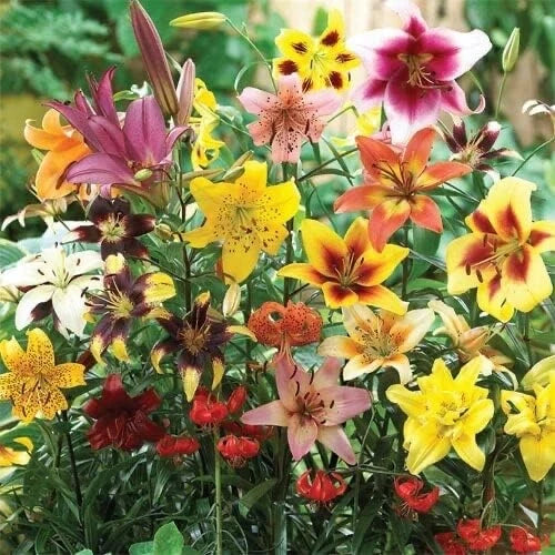 All Summer Lily Mix - 20 Bulbs - Oriental, Tiger, Asiatic, Trumpet Lilies - Lilium spp.