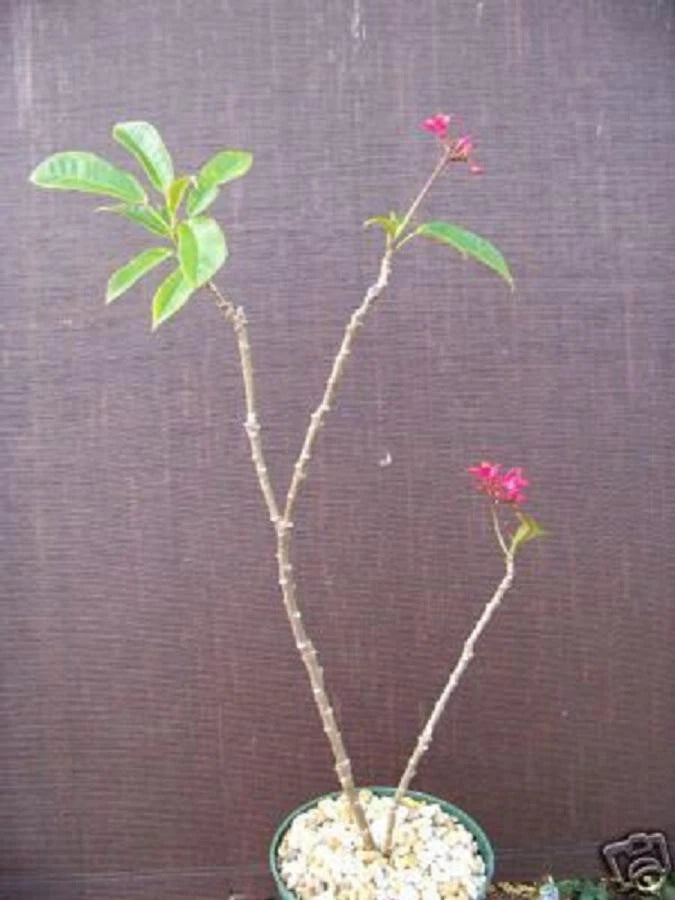 Jatropha Plant - Rare Drought Tolerant Succulent Cactus - Jatropha integerrima - Ornamental Cacti for Gardens