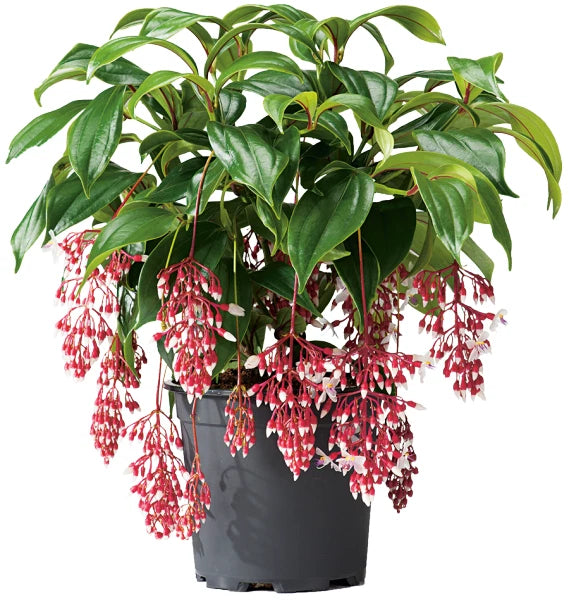MAGIC Medinilla Plant Starter - Rare Magnifica Variety - Live Well Rooted Tropical Indoor Plant