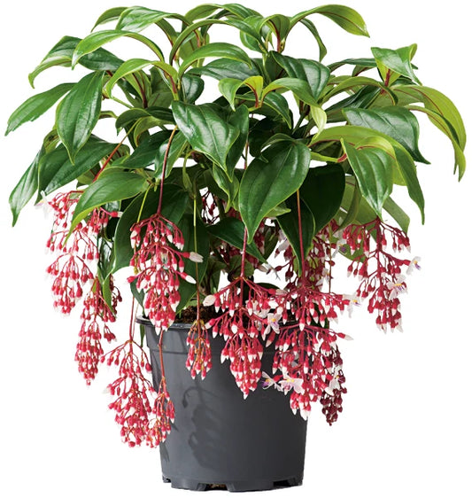 MAGIC Medinilla Plant Starter - Rare Magnifica Variety - Live Well Rooted Tropical Indoor Plant
