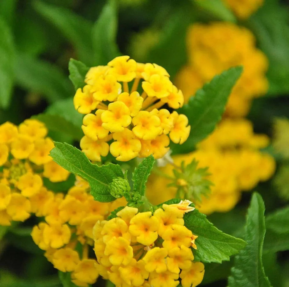 Lantana Trailing Yellow Live Plants - Outdoor Planting - Lantana montevidensis - No Pot