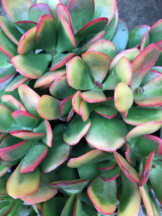 Jade Plant Cutting - Crassula ovata 'Hummel's Sunset' - Colorful Perennial Succulent