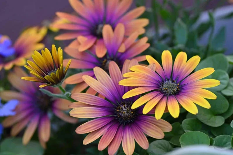 Cape Daisy Seeds - 200+ Purple & Yellow Varieties - Osteospermum - Ideal for Garden Planting - USA Shipping