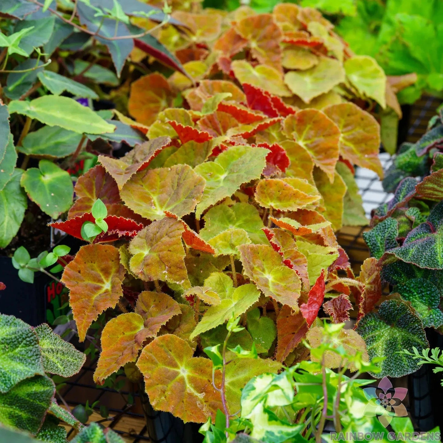 Autumn Begonia Seeds - 25+ Count for Garden Planting - Ideal for USA Gardens - Begonia spp.
