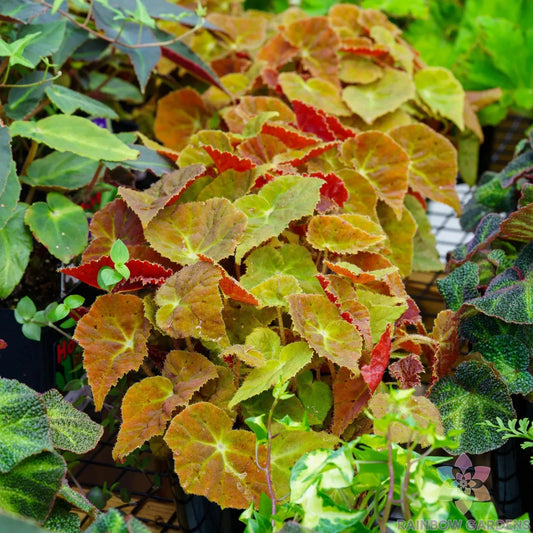 Autumn Begonia Seeds - 25+ Count for Garden Planting - Ideal for USA Gardens - Begonia spp.