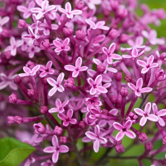 25 Periwinkle Lilac Seeds | Fragrant Perennial Flower | Syringa vulgaris | USA Grown