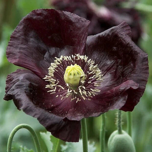 Midnight Poppy Seeds - 200+ Pack for Garden Planting - Papaver somniferum - USA Grown, Free Shipping