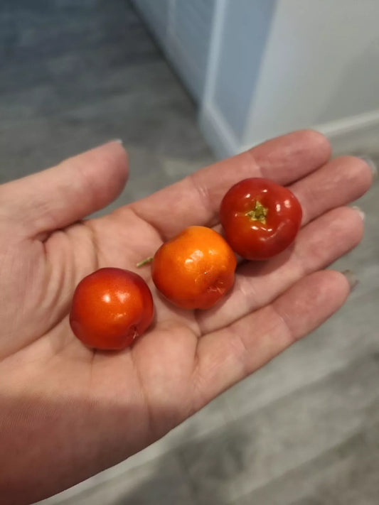 Barbados Cherry Seeds - 5 Pack - Sweet Exotic Tropical Fruit - Malpighia Emarginata - 2023 Harvest