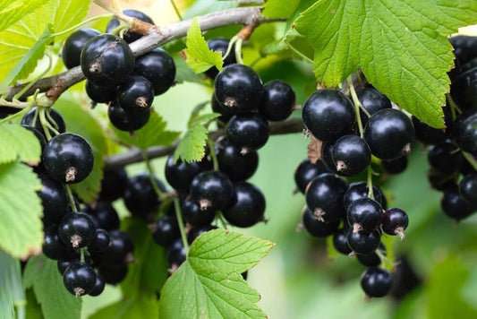 Black Currant Seedling - Rooted Plant for Garden - Ribes nigrum