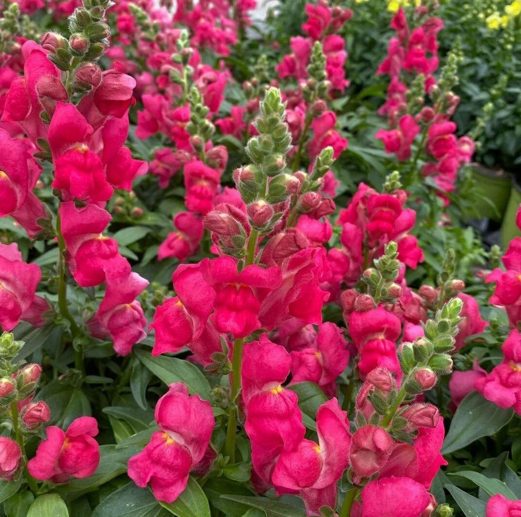 Snapdragon Seeds - Montego Red - 150 Count - Antirrhinum majus