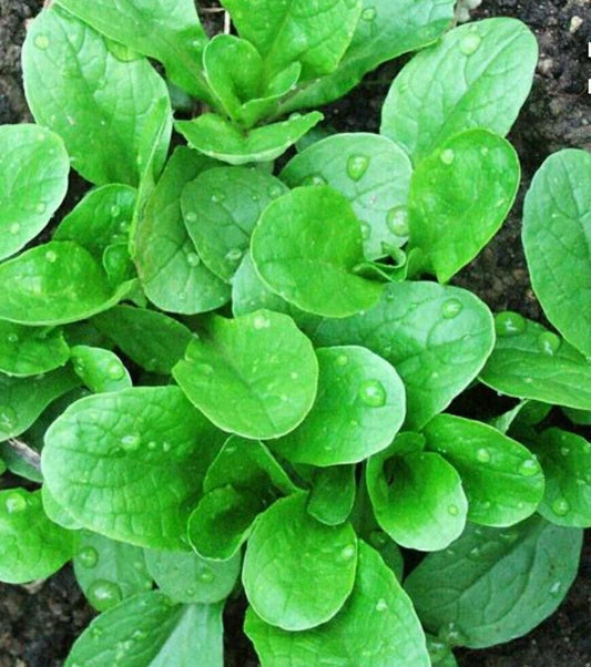 500 Corn Salad Seeds - Organic Mâche, Lamb's Lettuce - Non-GMO, Open Pollinated - Heirloom Vegetable Seeds