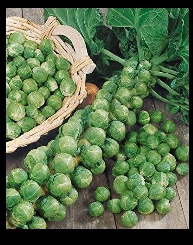 Brussels Sprouts Seeds 300 Count Long Island Improved Cold Hardy Brassica oleracea var. gemmifera