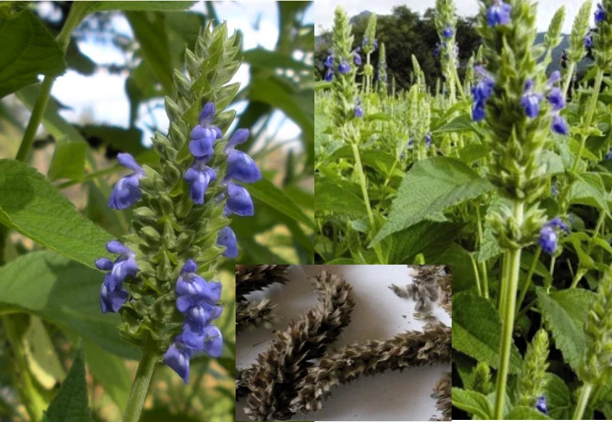 200+ Organic Chia Seeds - Heirloom Medicinal Herb Seeds (Salvia hispanica) for Garden Planting