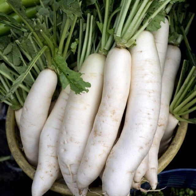 China White Radish Seeds - Fresh Radish Seed Variety - Raphanus sativus