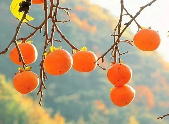 20Pcs Persimmon Seeds - Diospyros Cargillia - Fresh Fruit Trees for Home Garden