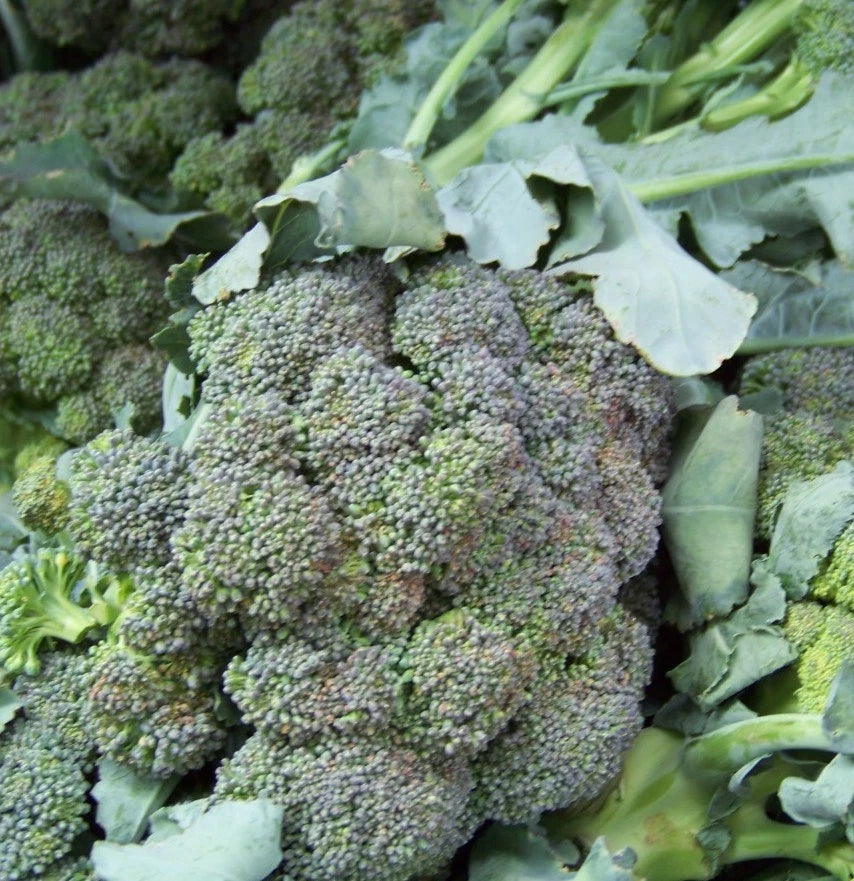 Broccoli Seeds - 180 Count - Waltham Variety - Brassica oleracea - GroCo USA - Buy 15 Ships Free
