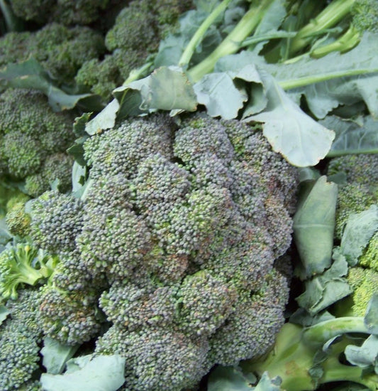 Broccoli Seeds - 180 Count - Waltham Variety - Brassica oleracea - GroCo USA - Buy 15 Ships Free