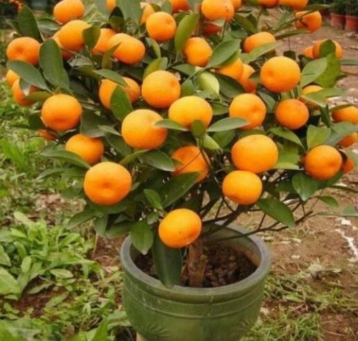Mandarin Orange Tree Seeds - 20 Pack - Citrus reticulata Blanco - Indoor Plant Seeds for Home Gardening